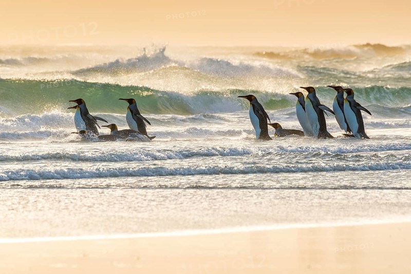 King penguins