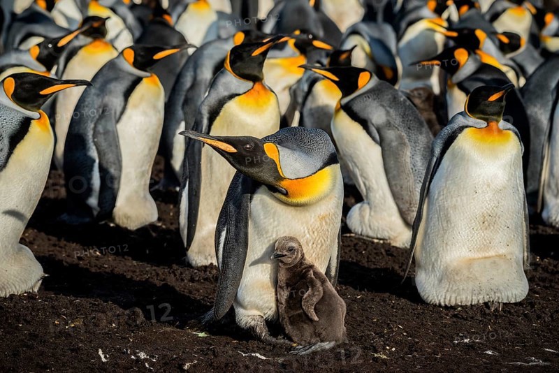 King penguin
