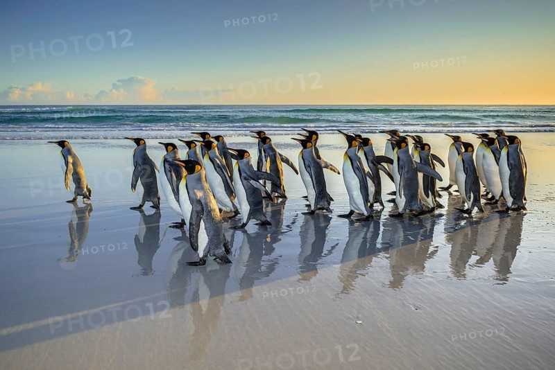 King penguins