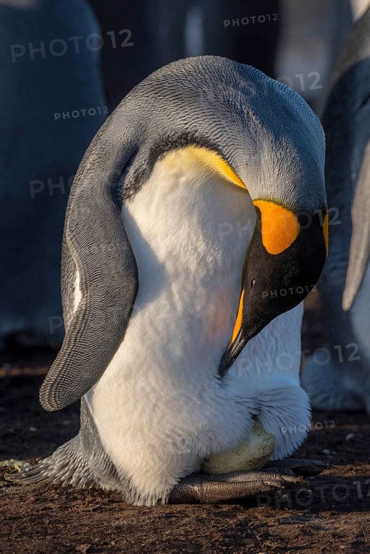 King penguin