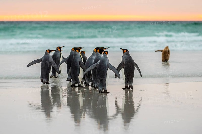 King penguins