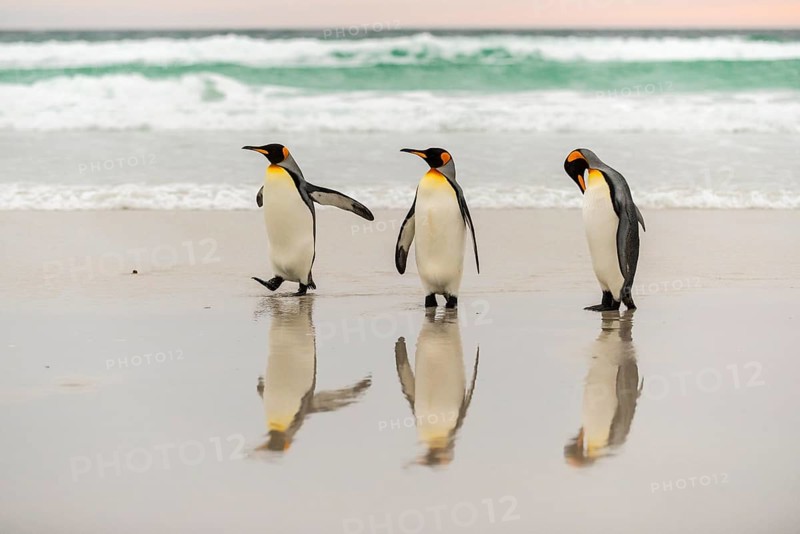 King penguins