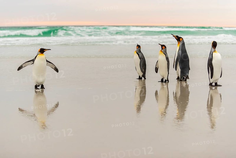 King penguins