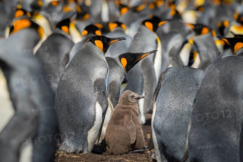 King penguin