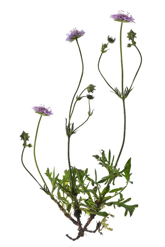 Field scabious