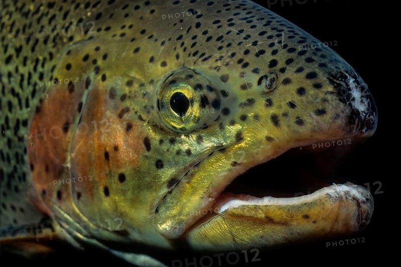 Rainbow trout