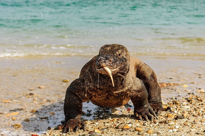 Komodo dragon