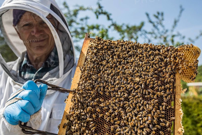 Beekeeper with protective suit controls honeyBees