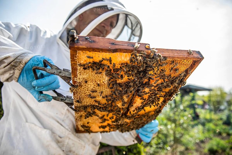 Beekeeper with protective suit checks his honeyBees