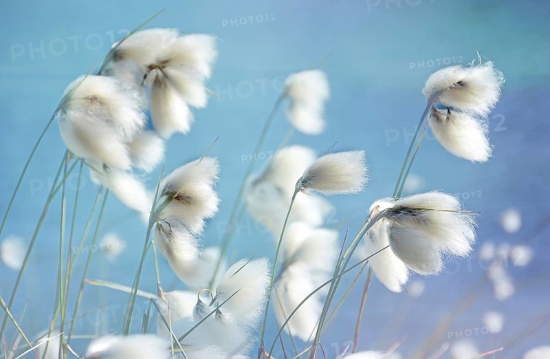 Blooming Cottongrass