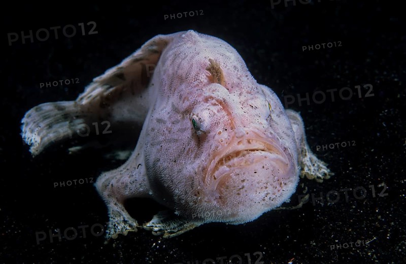 Giant frogfish