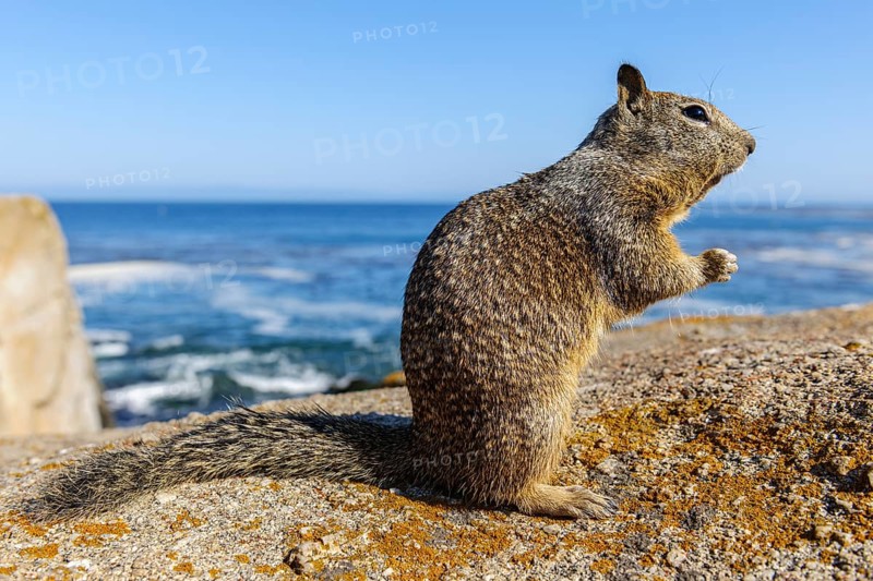 California Ground Squirrel