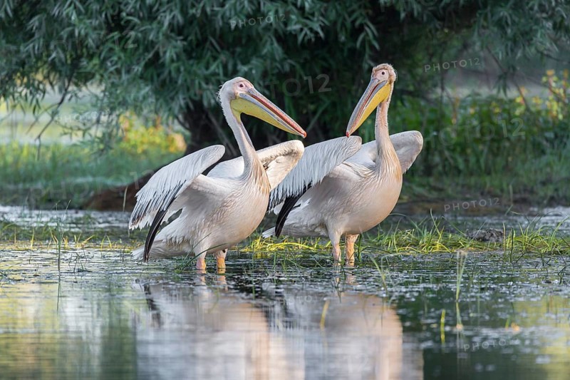Two Great white pelicans