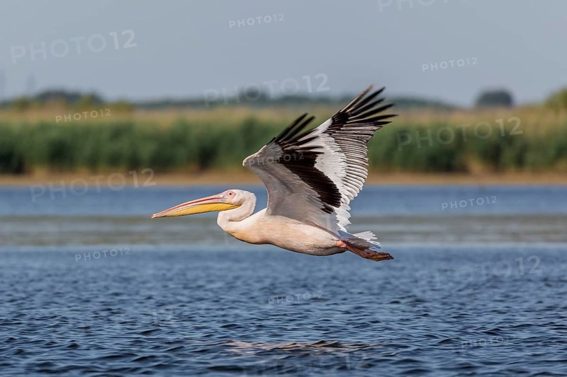 Great white pelican