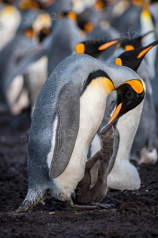 King penguin