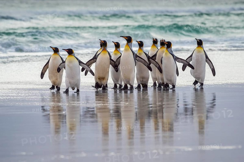 King penguins