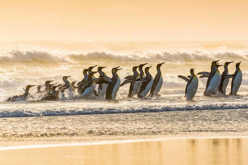 King penguins