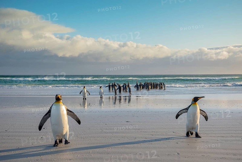King penguins
