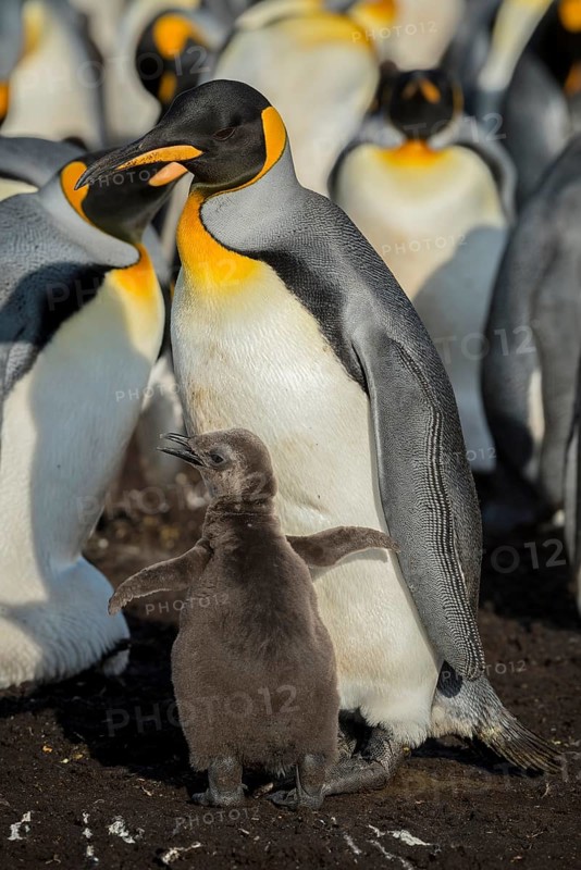 King penguin