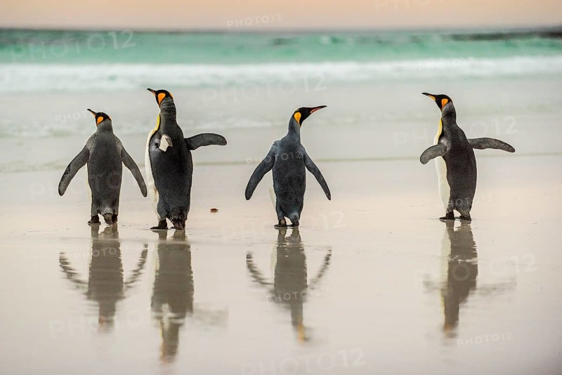King penguins