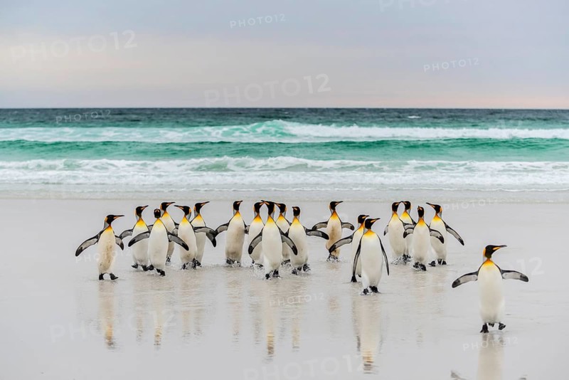 King penguins