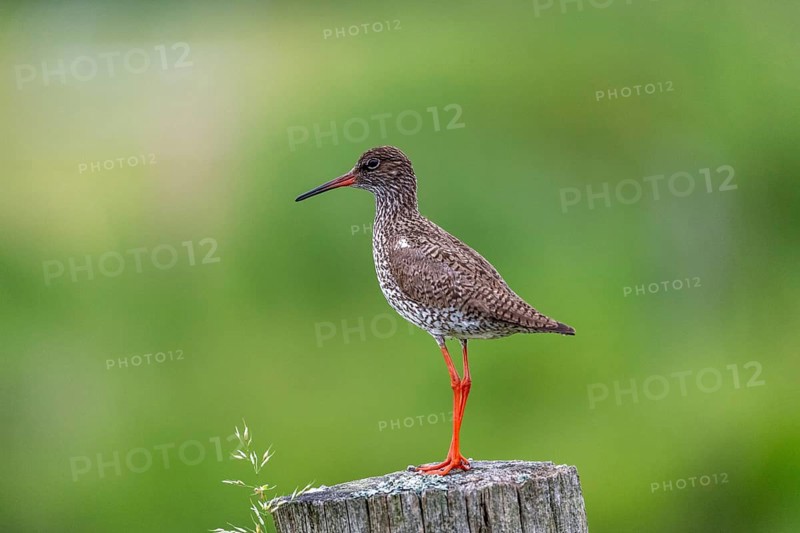 Common redshank
