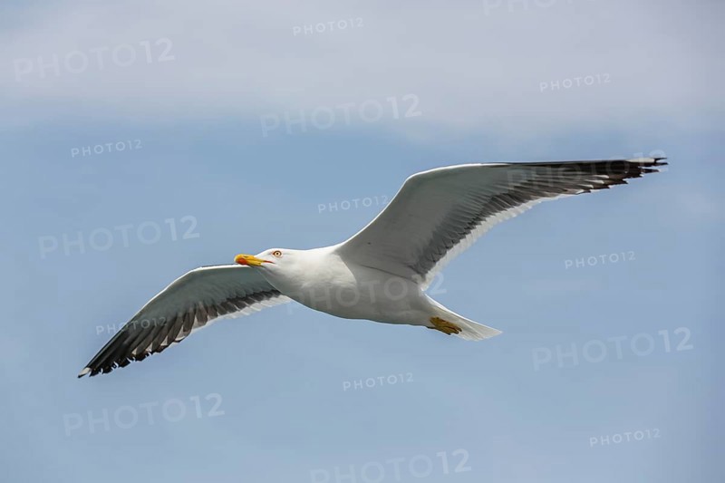 Great black-backed gull