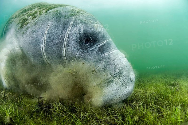 Florida Manatee