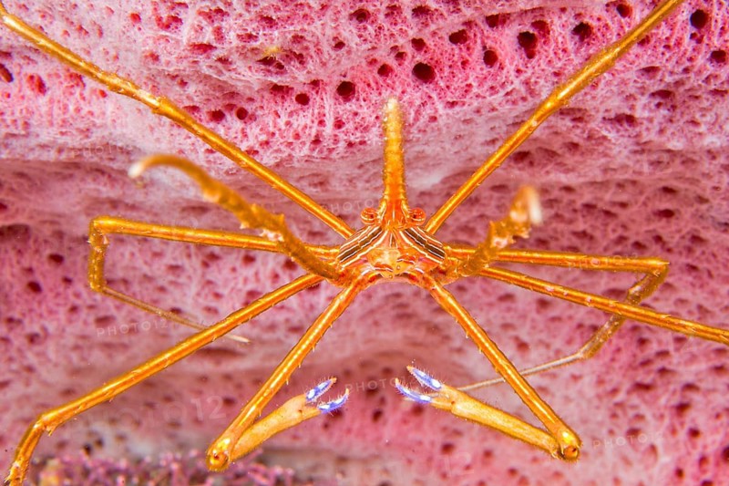 Yellowline arrow crab