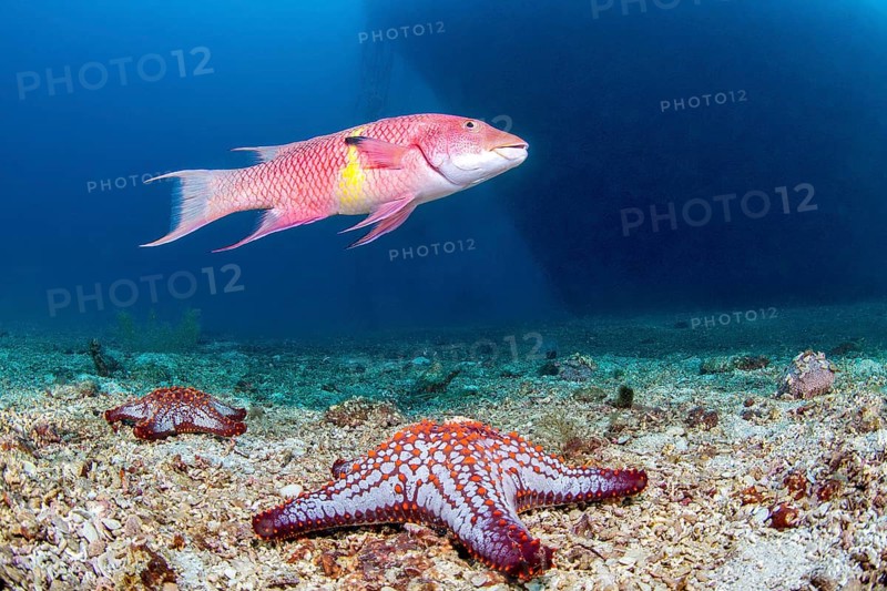 Mexican hogfish