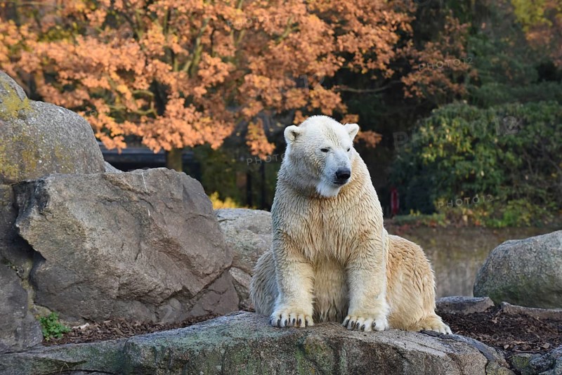 Polar bear