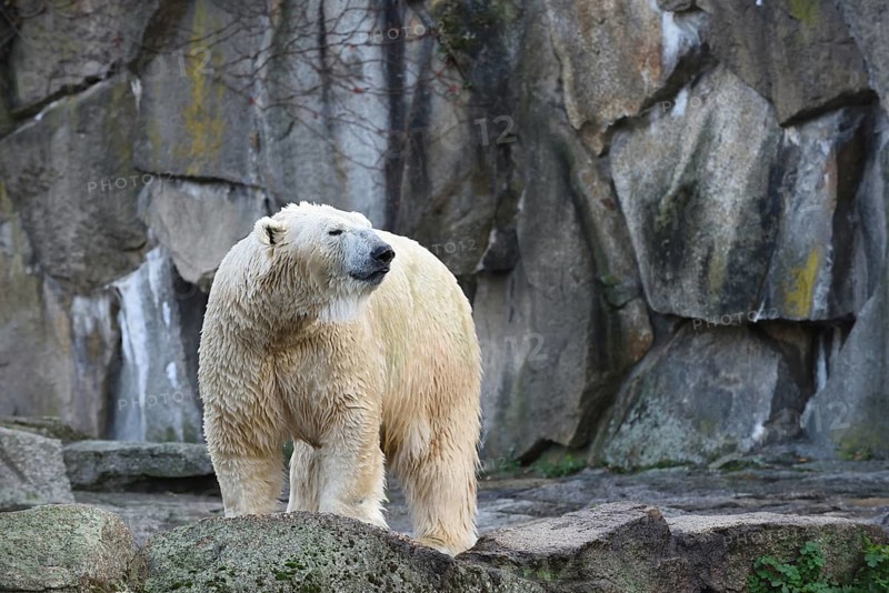 Polar bear