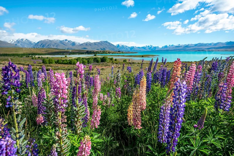 Purple large-leaved lupins