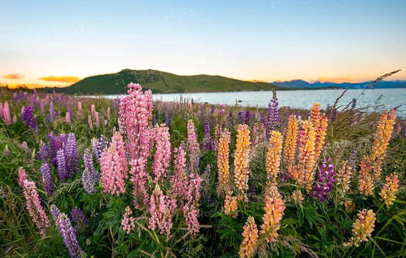 Pink and yellow Large-leaved lupins