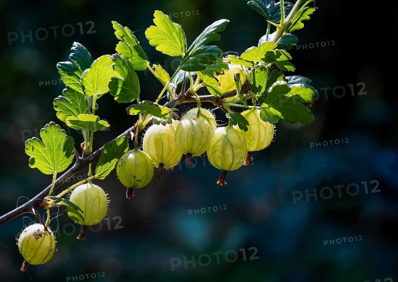 Gooseberry