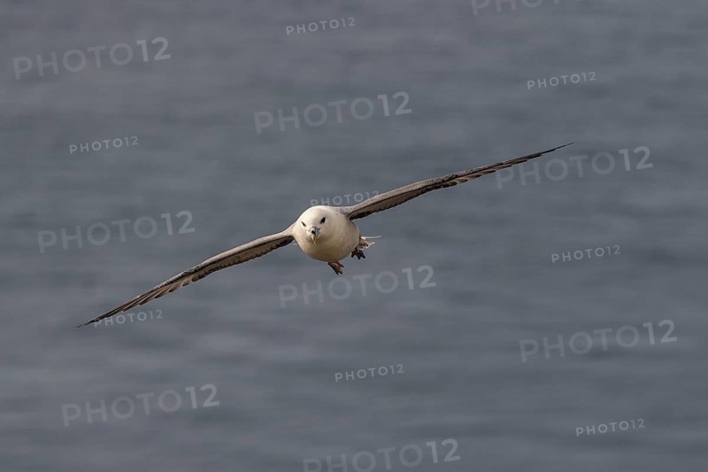 Flying Fulmaris glacialis