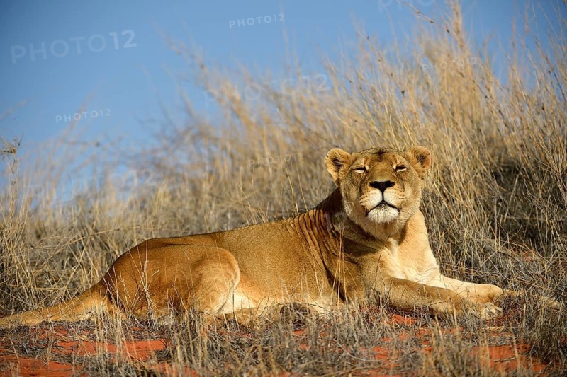 Lioness