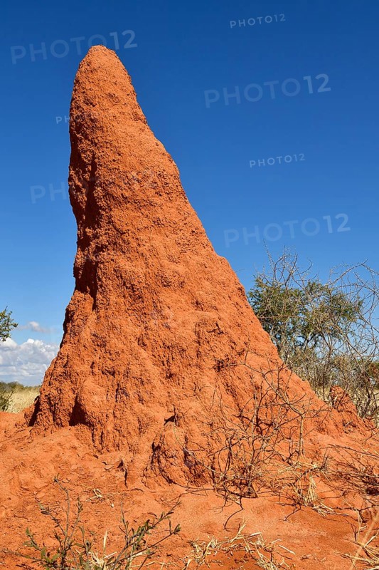 Termite mound near Waterberg