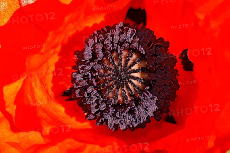 Oriental poppy