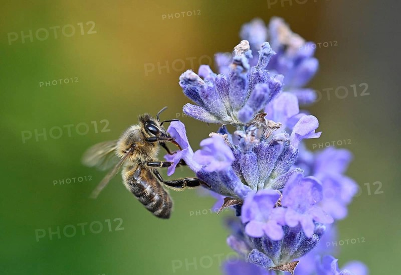 Honey bee
