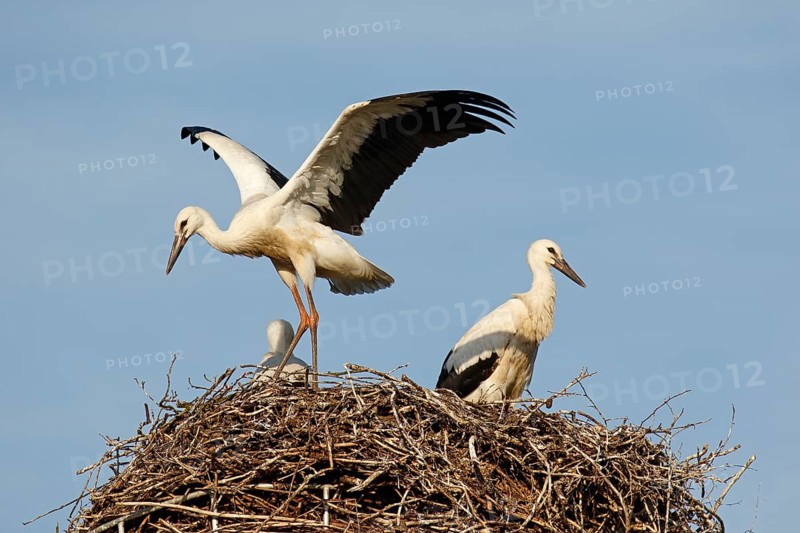 Young White storks