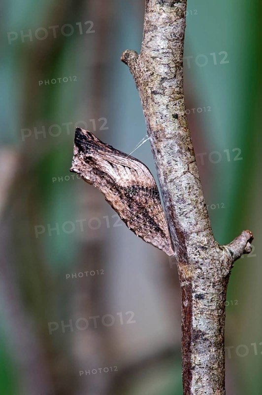 Belted pupa of a Swallowtail butterfly