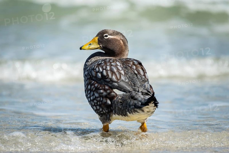 Falkland Steamer Duck