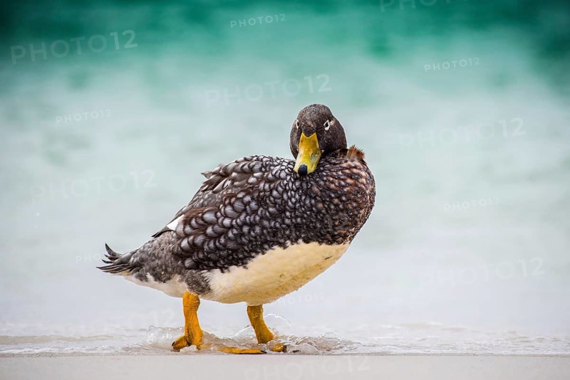 Falkland Steamer Duck
