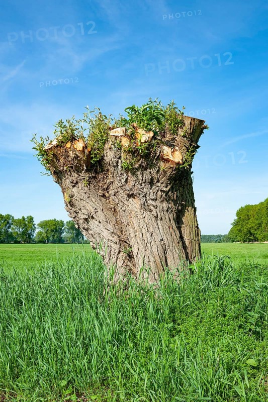 White willow