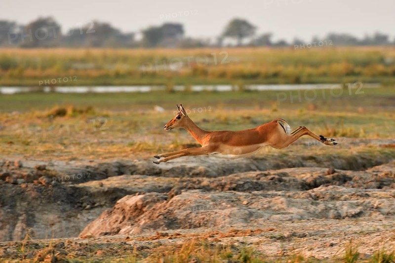 Impala