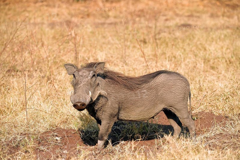 Common warthog