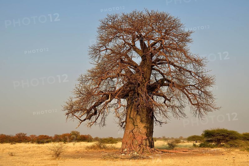 Age African baobab tree