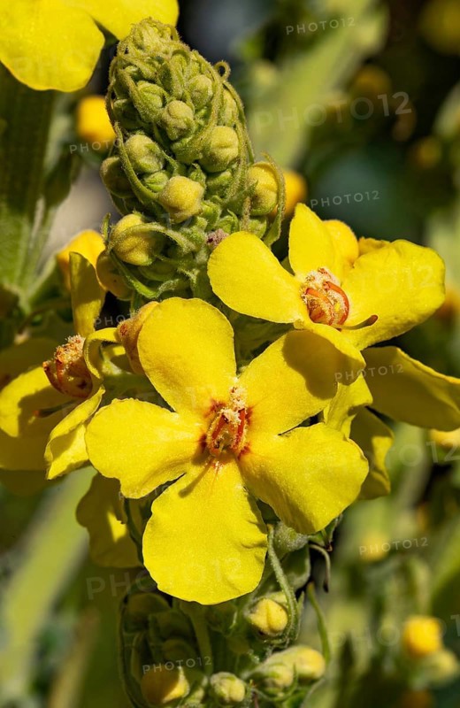 Great mullein