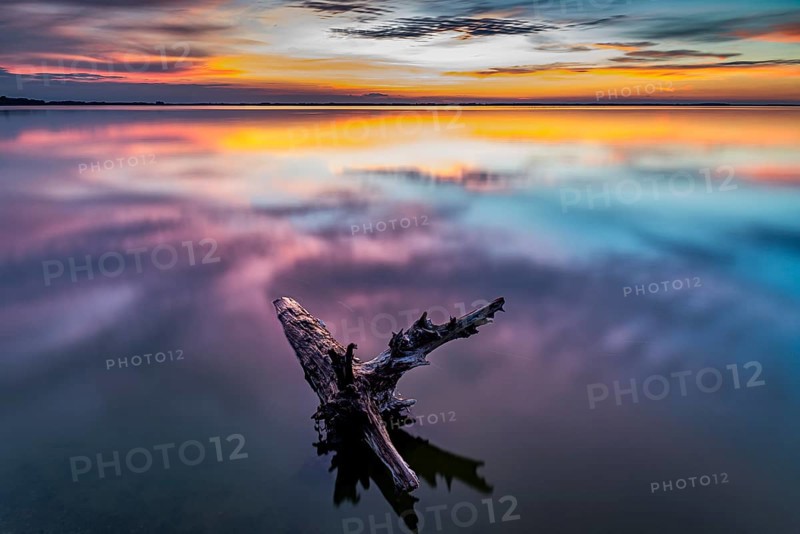 Tree trunk in water